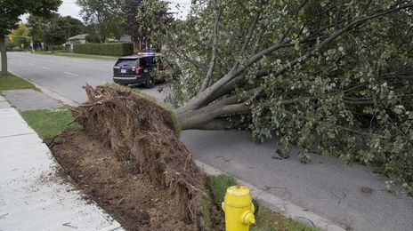 Garden Hits & Myths: Recognize root structure to avoid dreaded 'tree coffins'