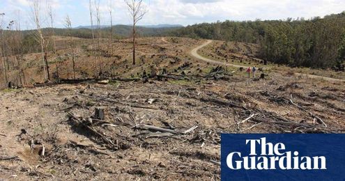 NSW remaps old-growth forests to open up reserves to logging