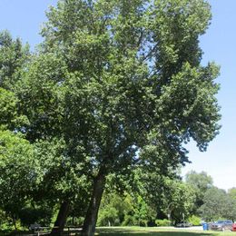 Arborists Are Modern Tree Surgeons