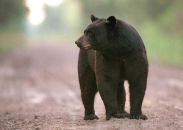 Bears, alligators and red wolves get more space to roam in North Carolina