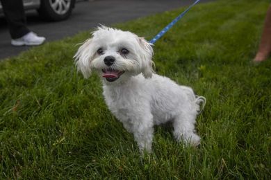 That pet you think you bought might be leased