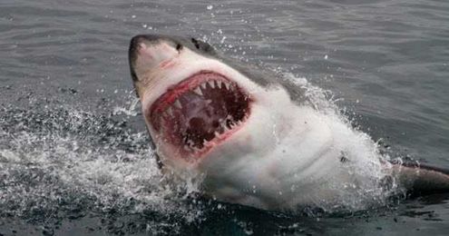10 Craziest Living Things Swallowed By Sharks