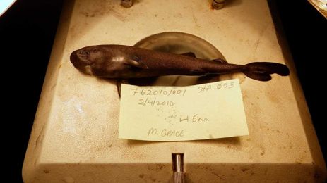 Rare new shark species found in Gulf of Mexico squirts glow-in-the-dark liquid from its pockets