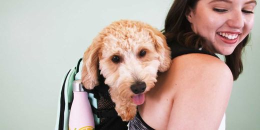 You Can Now *Easily* Bring Your Dog With You Everywhere