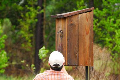 Four Keys to Successful Wood Duck Boxes