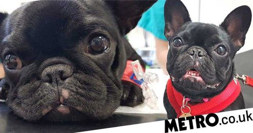 French bulldog puppy has nose job to save her life