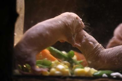 Naked mole rats and more. Enjoy this look at animals at the zoo.