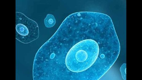 What you need to know about the brain eating amoeba.