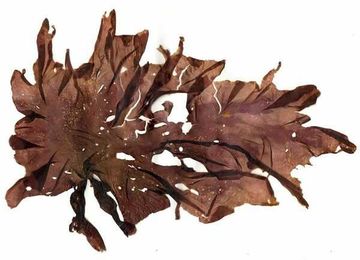 How Pink Slime Saved Sushi