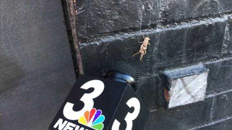 When the sun sets in Las Vegas, grasshoppers swarm the city's bright lights