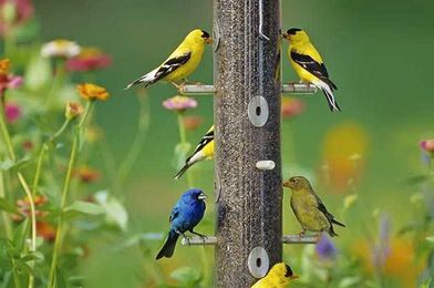 How to Maintain Backyard Bird Feeders