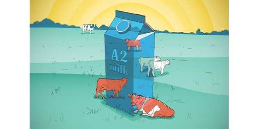 Five things everyone should know about A2 milk