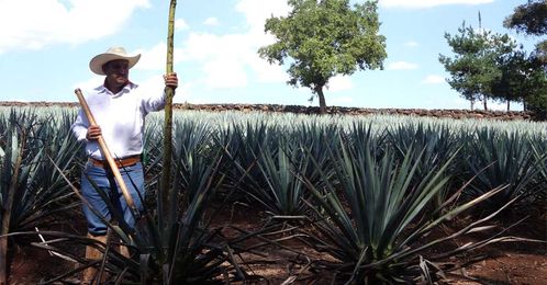 Tequila Can Be Made Sustainably, but That Doesn't Mean It Necessarily Is