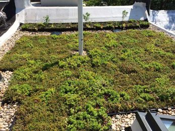 Everything You Need to Know Before Installing a Green Roof