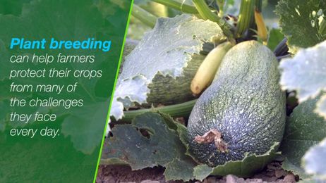 Why It Works: Plant Breeding