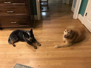 Thinking about Adopting a Dog or Cat?