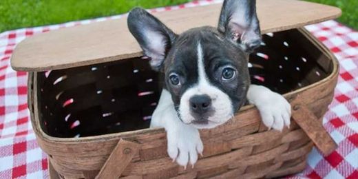 Planning a Picnic with your Pooch?