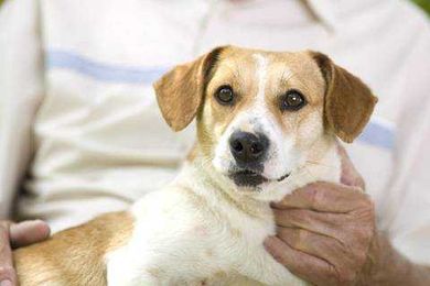 Home Decorating Tips With Your Fur Babies in Mind