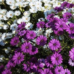 Take great photos in your garden