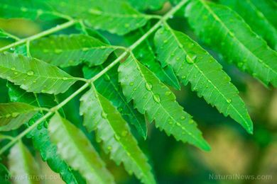 Scientists study how plants maintain water balance in hopes of improving agriculture