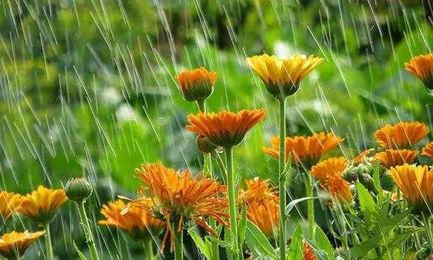 9 Ways to Prep Your Garden for Water Flow