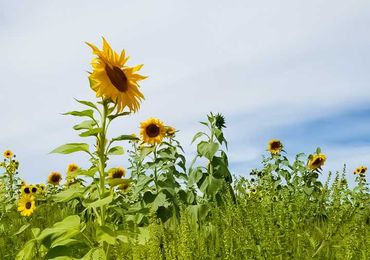 Pick Your Own Sunflowers at Manfredi Farms