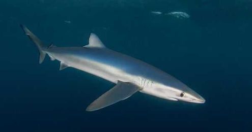 There May Be Shark In Your Make Up And Pet Food