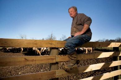 How Mississippi Farmers Care for Cattle