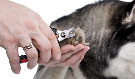 6 Tips for Cutting Your Dog's Nails