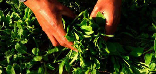 Keep the Plants in Plant-Based!