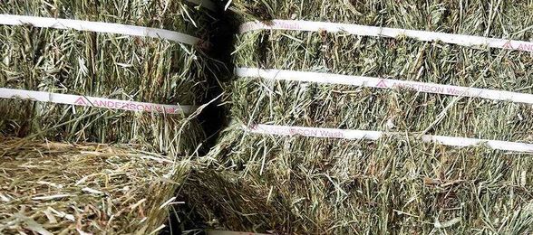 Should Horse Owners Steam or Soak Hay?