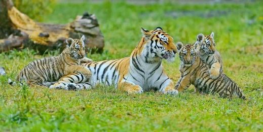 Taming the digital risk tiger at credit unions