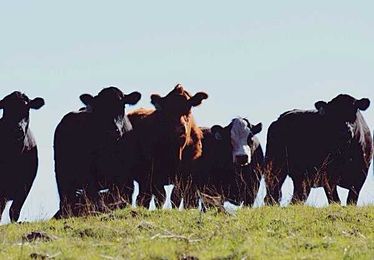 More than you thought you needed to know about Cow Farts