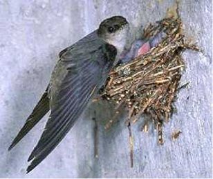 Keep Pests Out Of Your Chimney & Fireplace