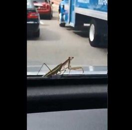 What is going on with the HUGE bugs in GR?