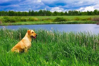 10 Best Dog Hunting Breeds: Hounds, Pointers, Retrievers & More!