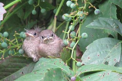 Plan a Backyard Wildlife Habitat