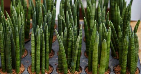 Plant recommendation: A snake plant that looks like a bunch of fingers