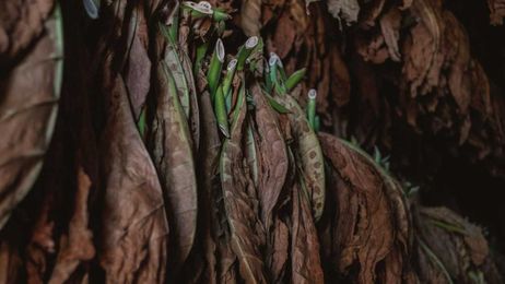 A material derived from tobacco is as strong as wood or plastics