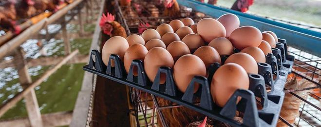 What’s the Difference Between Cage-Free and Regular Eggs?