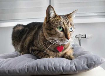 Cat Diseases: What Is Bobcat Fever and Why Is It Deadly to Cats?