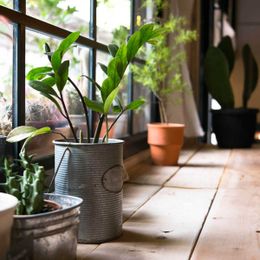 14 Tips for Caring for House Plants Through Winter