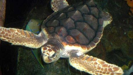 $1.25M to evaluate spillway effects on dolphins, sea turtles