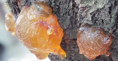 Tree Resins: An Amazing Yet Forgotten Natural Remedy