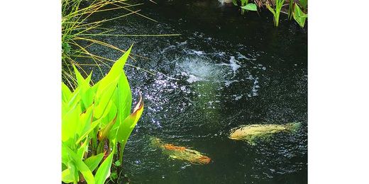 Breathe Life Into Your Pond