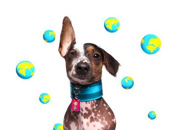 From Salon Marketplace: This tag helps you keep track of your pets at all times