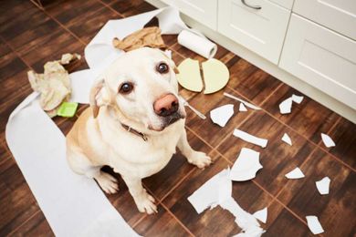 Here's how man's best friend can affect the resale value of your home