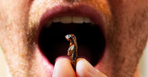 Robots are mass-producing the meal of the future: insects