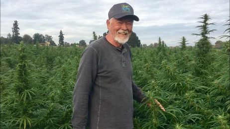 That's not cannabis you're seeing. More Oregon farms growing hemp