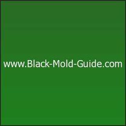 Does Bleach Kill Mold? .......Mold Killing Guide